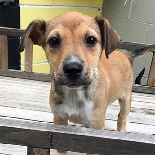 A small puppy looks at the camera